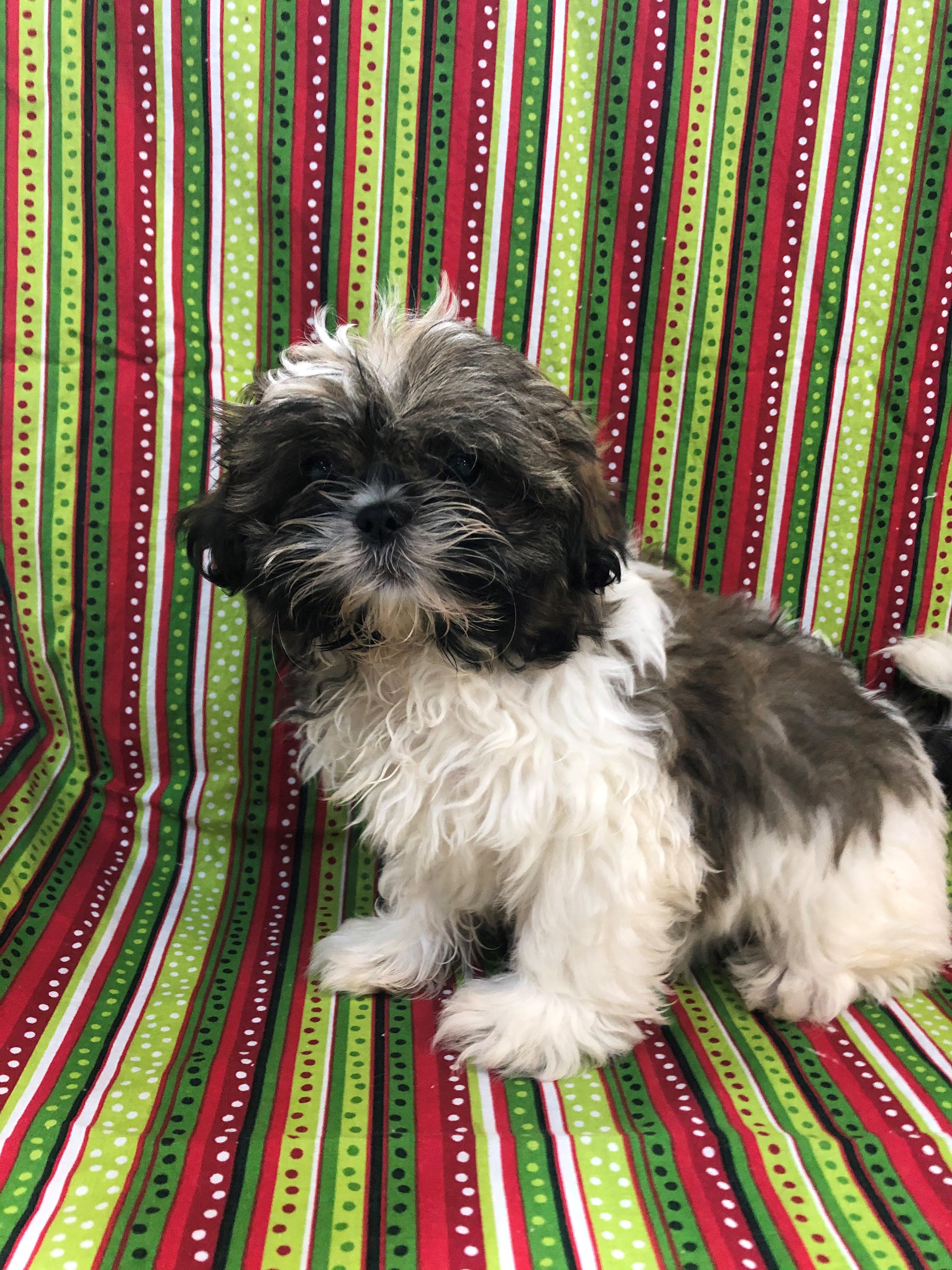 Shih Tzu