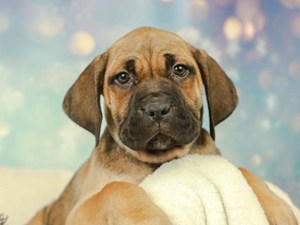 Cane Corso Puppies For Sale Available In Phoenix Tucson Az