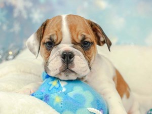 Available Puppies For Sale Phoenix Tucson Arizona