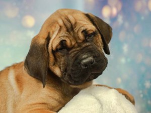 Cane Corso Puppies For Sale Available In Phoenix Tucson Az