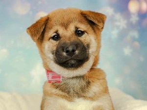 Shiba Inu Puppies For Sale Available In Phoenix And Tucson Az