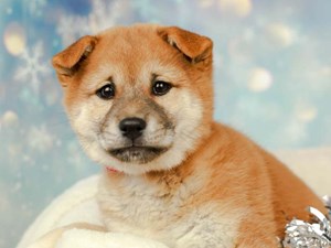 Shiba Inu Puppies For Sale Available In Phoenix And Tucson Az