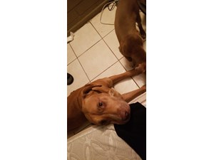 Lost Pets Near Tolleson Az