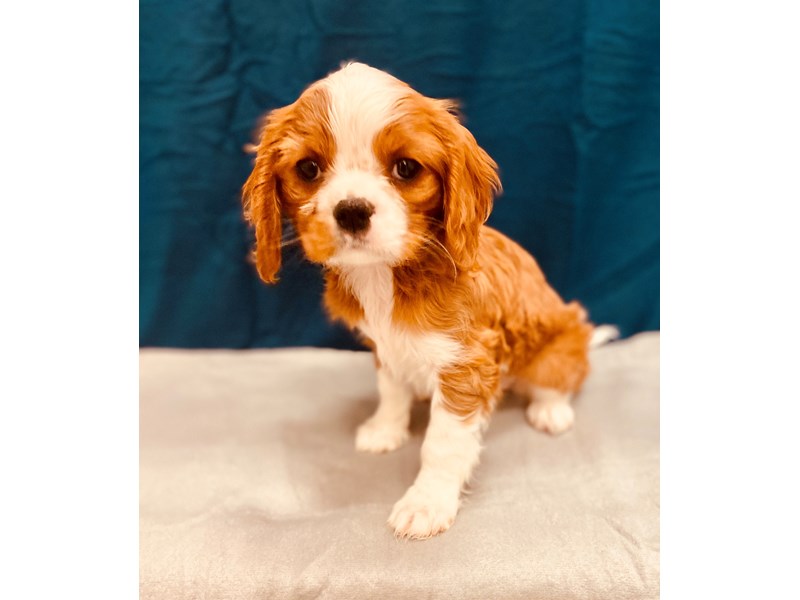 Cavalier King Charles Spaniel Dog Red And White Id 2581017 Located