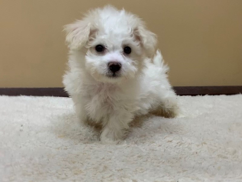 pozie Poochon Puppies For Sale In Illinois