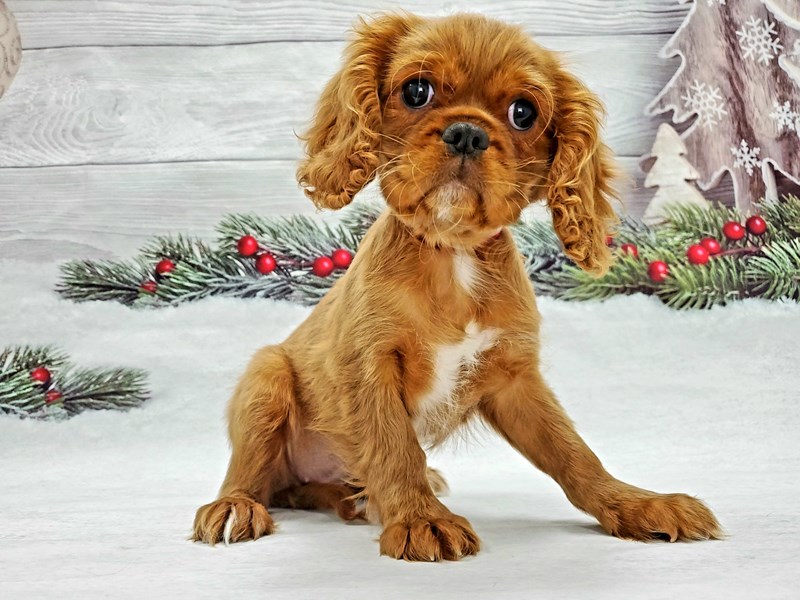 ruby cavalier king charles spaniel soft toy