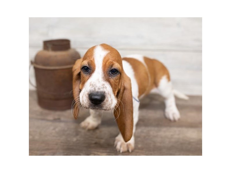 Basset Hound DOG Red / White ID:2585975 Located at Petland Topeka