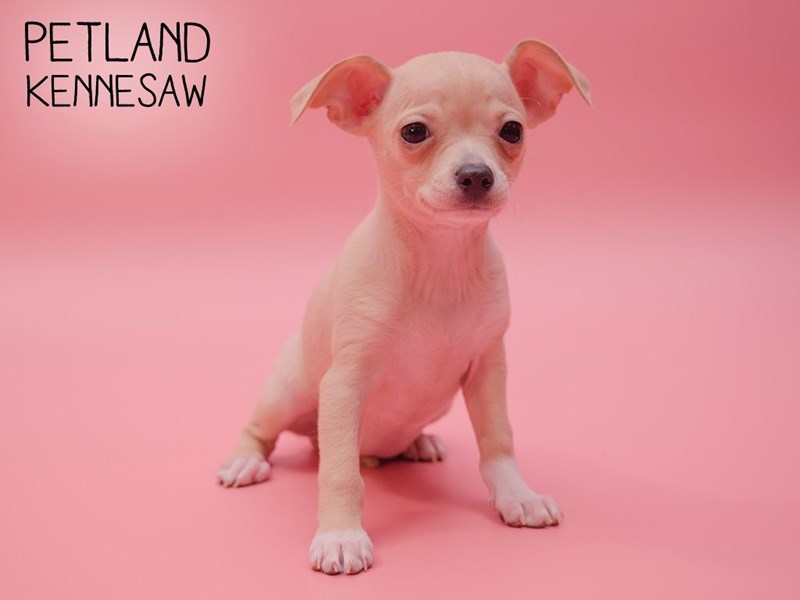 Chihuahua DOG Fawn ID:2583943 Located at Petland Kennesaw
