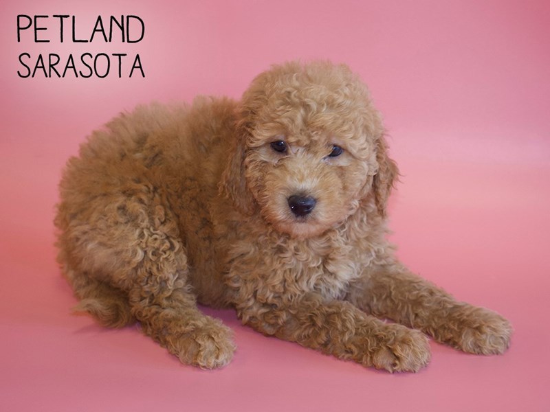 F2 MINI GOLDENDOODLE DOG RED ID:2581866 Located at Petland Sarasota