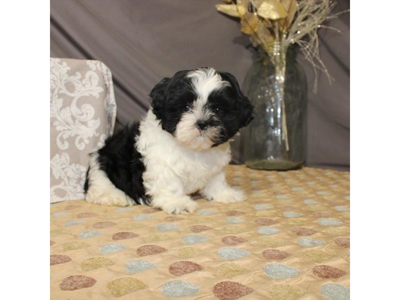 Shih Tzu Dog Black White Id 2590027 Located At Petland Chicago Ridge