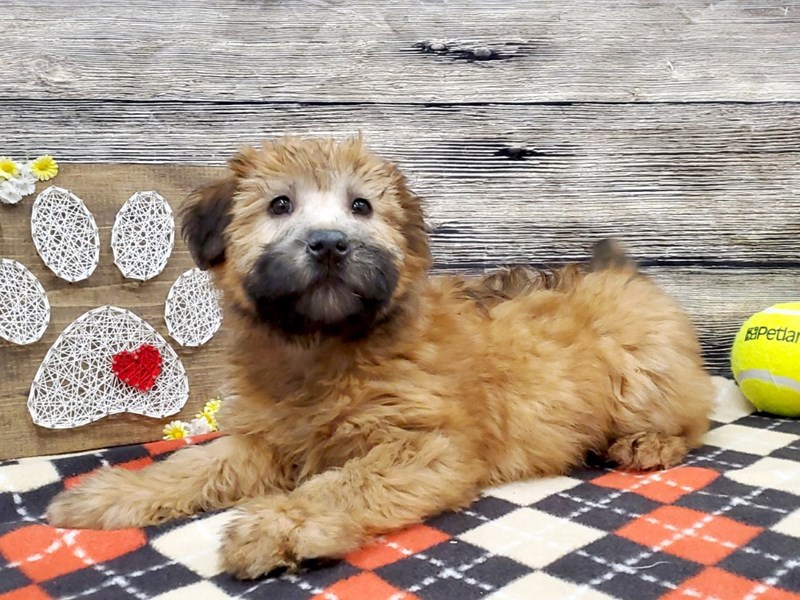 Soft Coated Wheaten Terrier Dog Wheaten Id 2589205 Located At