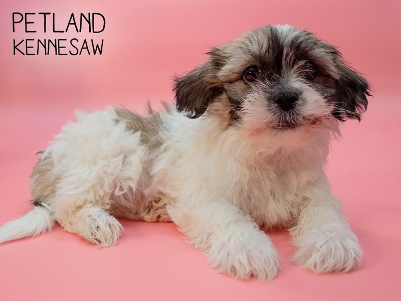 teddy bear dog brown and white