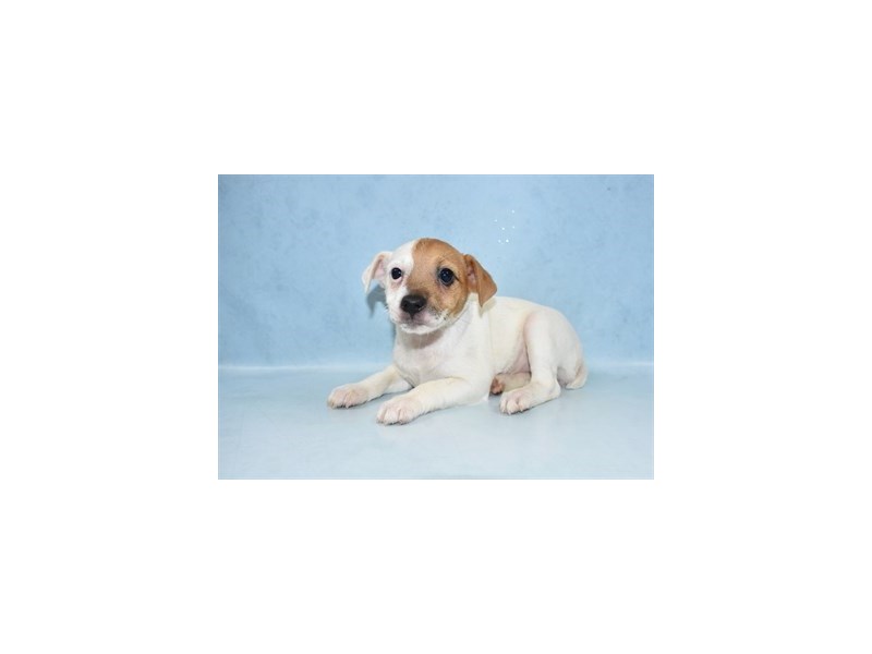 Jack Russell Terrier Dog White And Tan Id 2597275 Located At