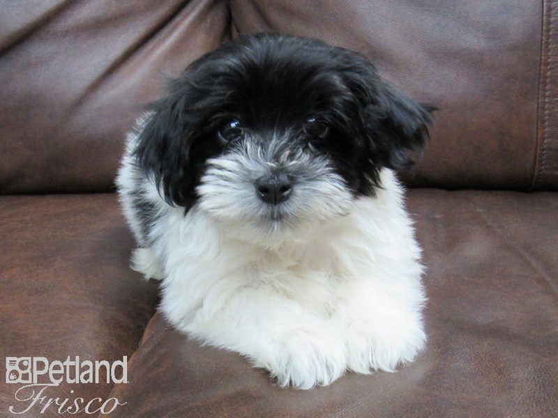 Download Havanese DOG Black and White ID:2598132 Located at Petland ...