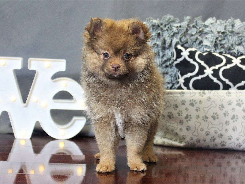 Pomeranian DOG Chocolate Sable ID:2596311 Located at Petland Carriage Place