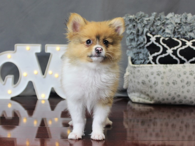 Pomeranian DOG Orange Sable/ White ID:2596310 Located at Petland ...