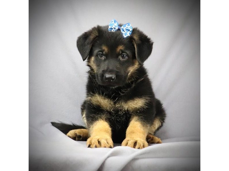 German Shepherd Dog Black And Tan Id 2608954 Located At Petland