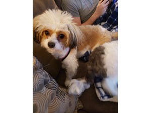 Lost Pets Near Irondequoit Ny