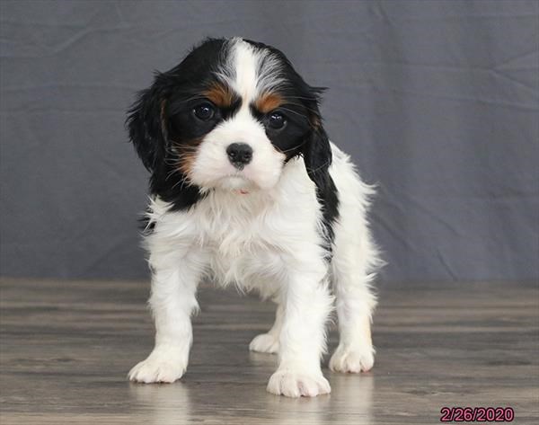 Cavalier King Charles Spaniel