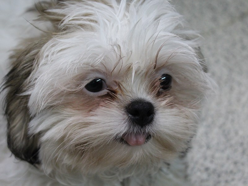 Shih Tzu DOG Sable / White ID:2637431 Located at Petland Montgomery