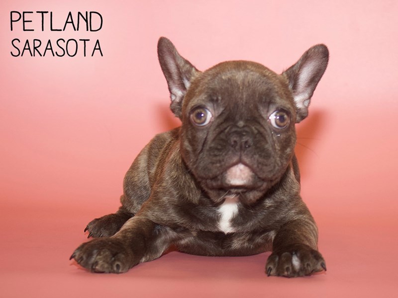 French Bulldog DOG Chocolate Brindle ID:2690576 Located at ...