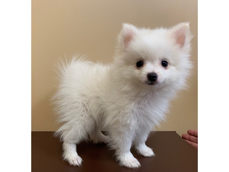 Pomeranian DOG White ID2736362 Located at Petland