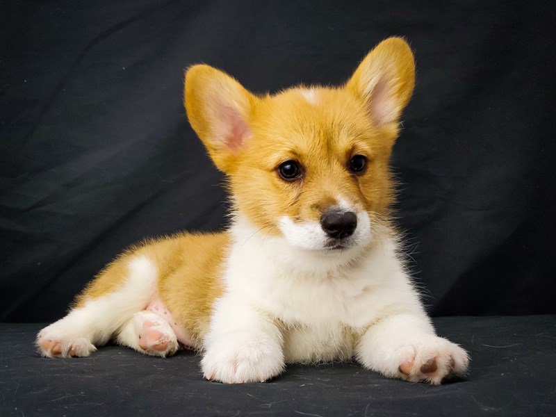 Pembroke Welsh Corgi DOG Red ID:2737214 Located at Petland Las Vegas, NV