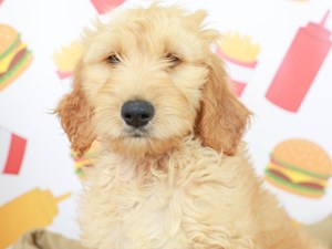 Goldendoodle Puppies For Sale | Available in Phoenix ...