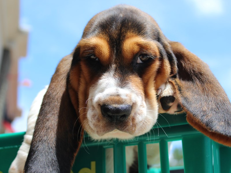 Basset Hound DOG Tri-Colored ID:2769771 Located at Petland Montgomery