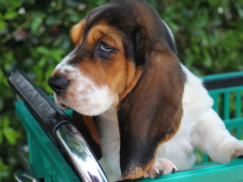 Basset Hound DOG Tri-Colored ID:2769771 Located at Petland Montgomery