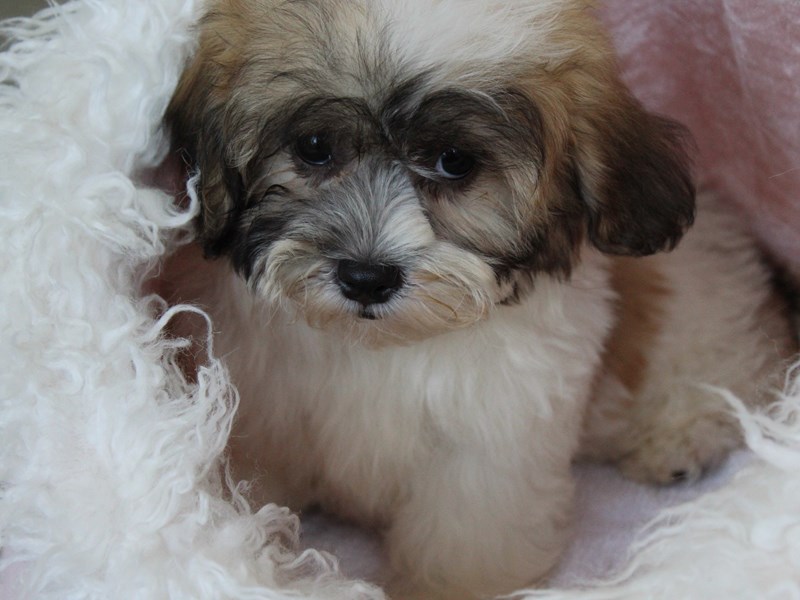 Teddy Bear DOG BROWN WH ID:2794325 Located at Petland Montgomery