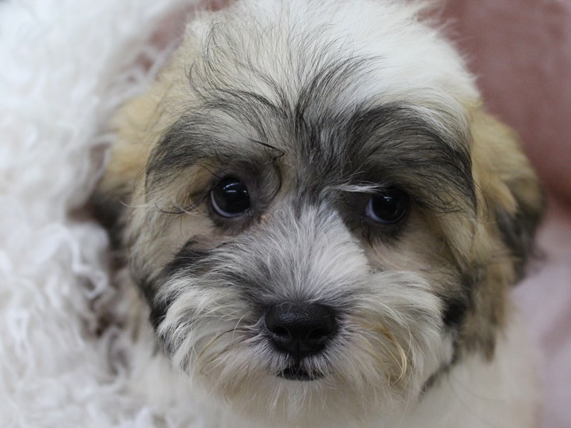 brown teddy dog