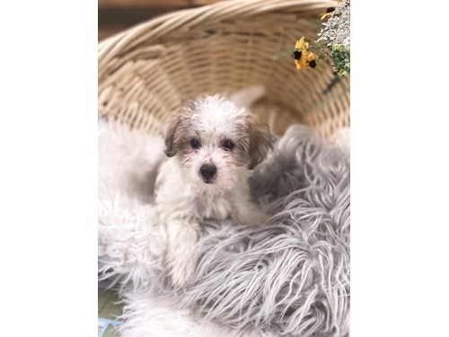 Barking Boutique Grand Rapids Michigan Supplies Puppies For Sale