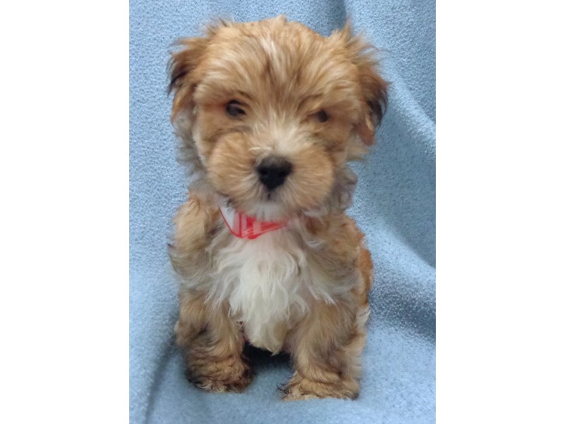 red morkie