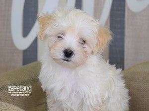 Maltipoo-DOG-Male-Blue Merle-2570383-Petland Independence, MO