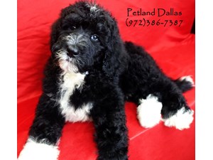 Small Animals For Sale Petland In Dallas Texas