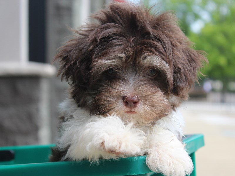 Havanese DOG Chocolate \/ White ID:2829813 Located at Petland Montgomery