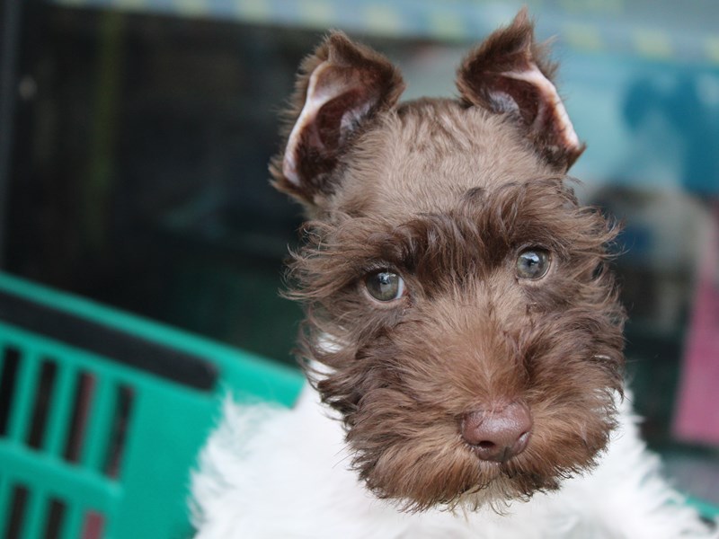 Miniature Schnauzer DOG Chocolate / White ID:2844364 Located at Petland ...