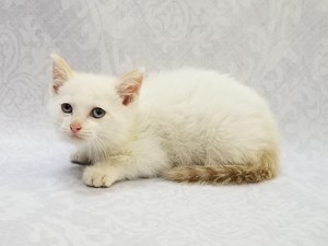 petland kittens for sale