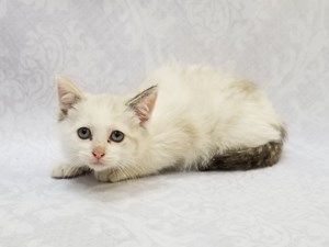 petland kittens for sale