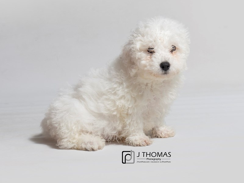 Bichon Frise DOG White ID2825239 Located at Petland Topeka