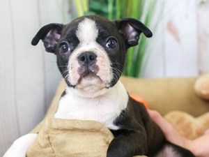 Boston Terrier Puppies For Sale | Available in Phoenix & Tucson, AZ