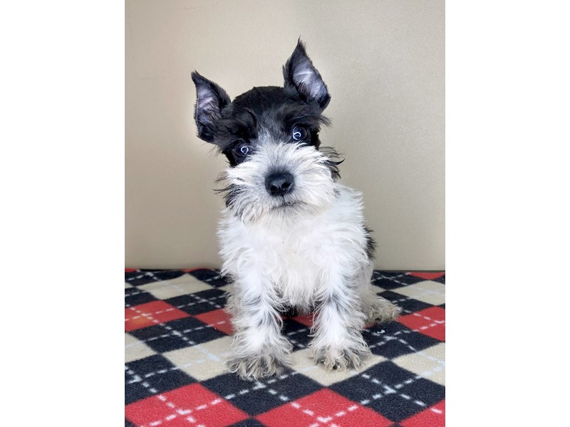 Miniature Schnauzer DOG Black / White ID:2856208 Located at Petland