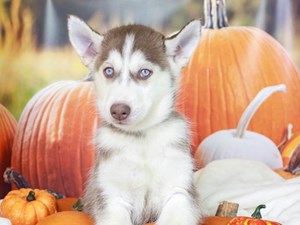 Siberian Husky Puppies For Sale | Available in Tucson & Phoenix AZ