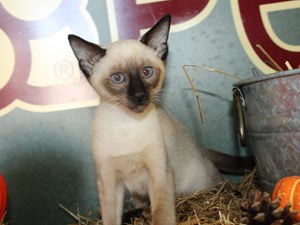 petland kittens for sale