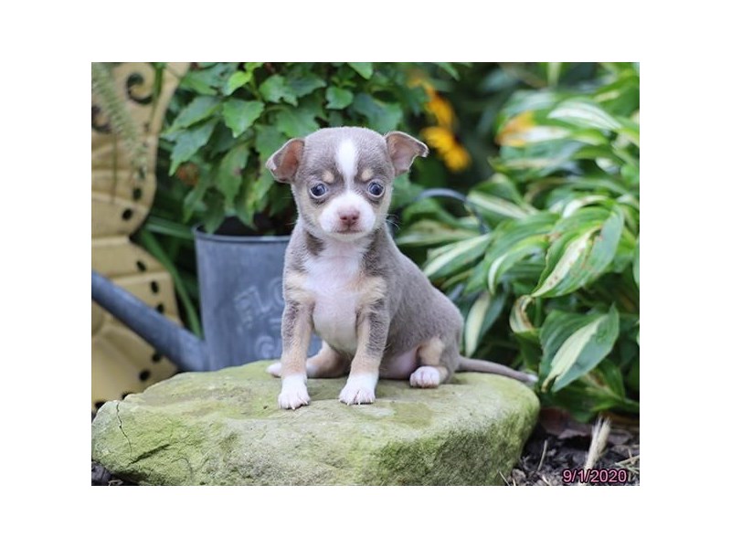 Chihuahua DOG Blue Fawn ID:2868912 Located at Petland Lewis Center