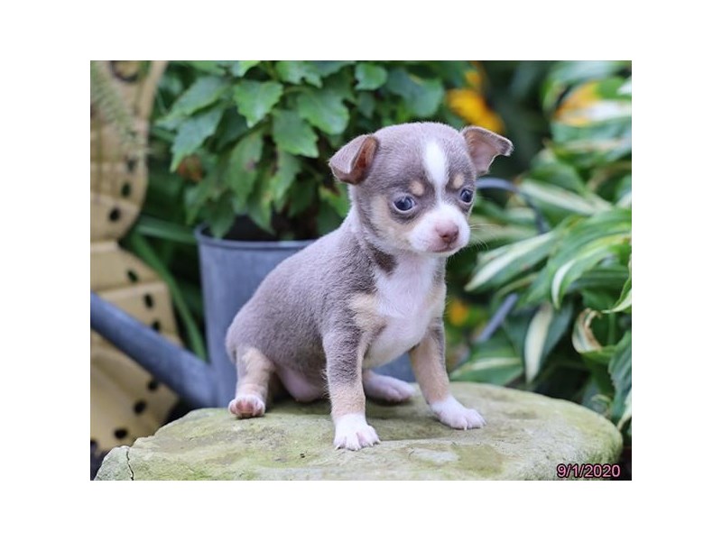Chihuahua DOG Blue Fawn ID:2868912 Located at Petland Lewis Center
