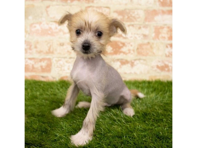 Chinese Crested DOG Fawn ID:2872335 Located at Petland ...