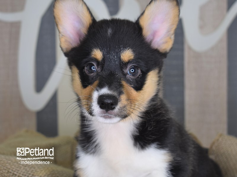 Pembroke Welsh Corgi DOG Black and Tan ID:2877072 Located at Petland ...