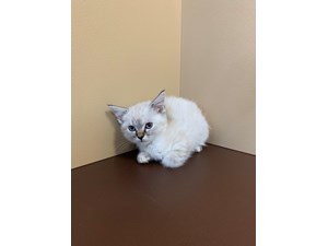 petland kittens for sale